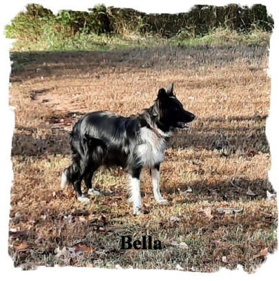 ABCA female Border Collie out of working stock